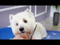 WEST  HIGHLAND WHITE TERRIER GROOMING ✂️🐶❤️ with hand stripping