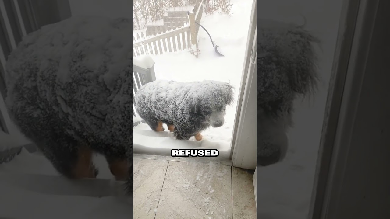 A dog's heart turns cold after being left outside in the snow ❤️