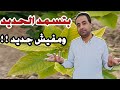 القول الأكيد في رش وتسميد الحديد خرافات إستخدام الحديد على النباتات 
