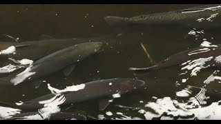 Salmon River Fish Hatchery