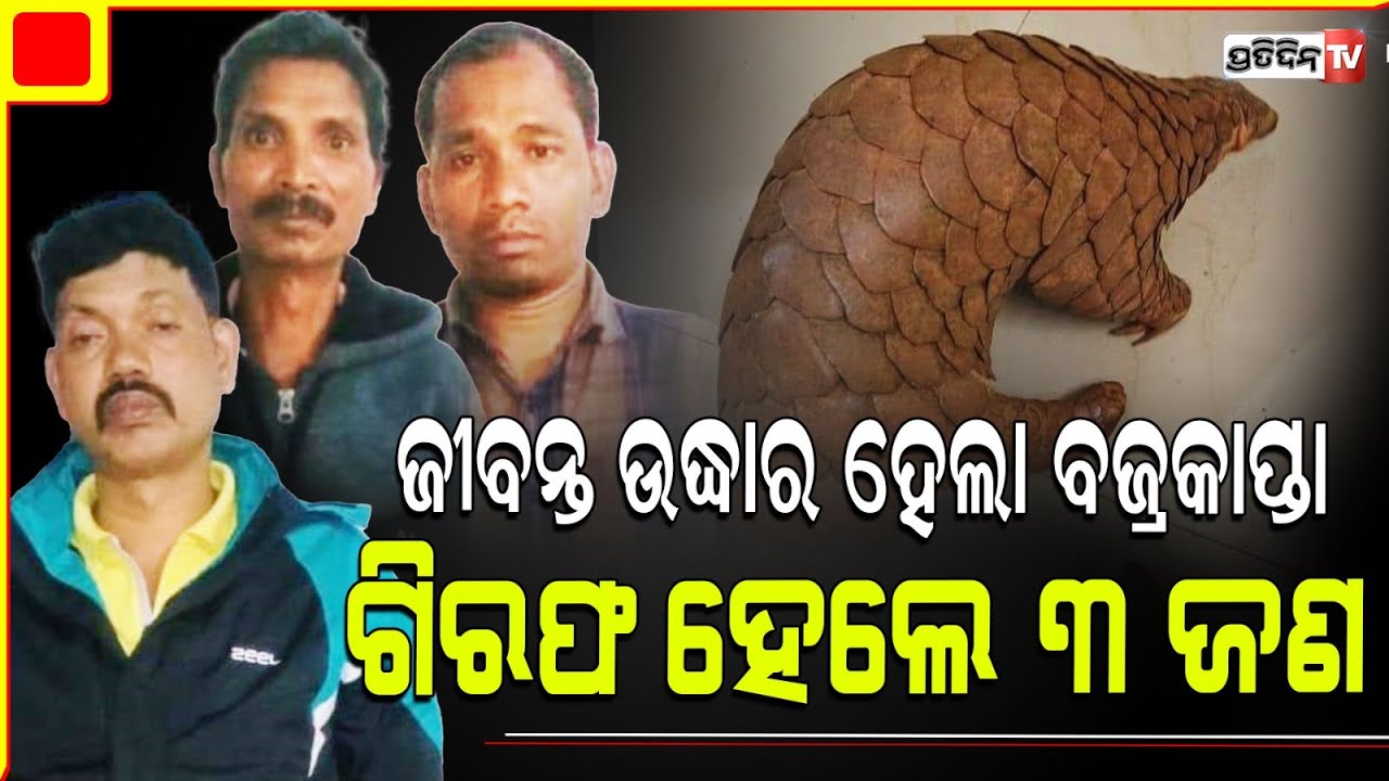 ବଜ୍ରକାପ୍ତା ପୁଣି ଫେରିବ ସିମିଳିଗୁଡା ଜଙ୍ଗଲ, ଶିକାରୀ ଯିବେ ଜେଲ୍! Pangolin rescued by STF.