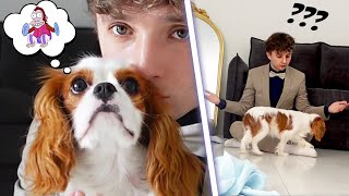 Je Teste Lintelligence De Mon Chiot Et Cest Pas Une Lumière...