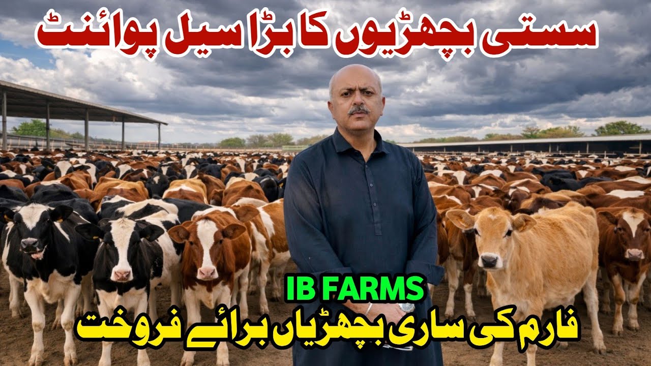 IB FARMS | Heifers For Sale | Jersey Heifers | Heifers Sale In Punjab | Cow Calf | Pk Janwar Mandi