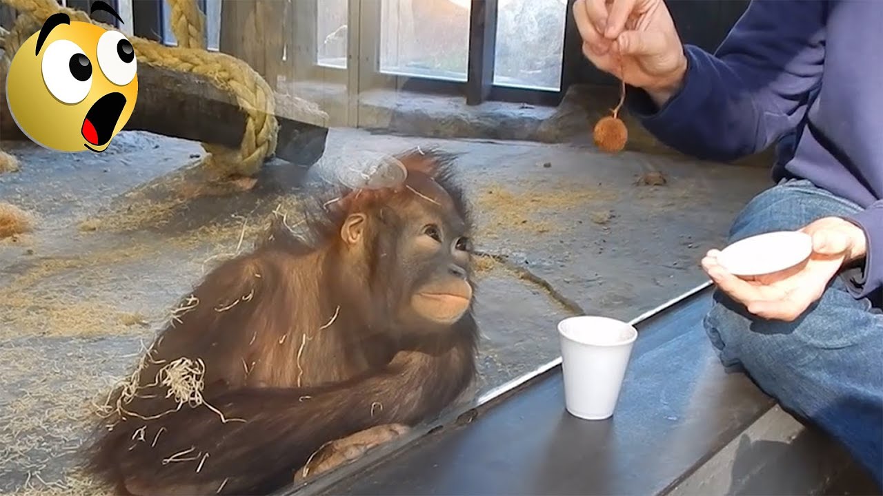 You Won’t Stop Laughing at These Funny Monkeys! 🤣🐒