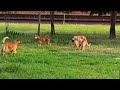 Dogs Mating first time in Village