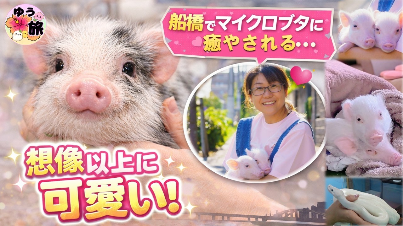 Chiba, Funabashi] Interacting with micro pigs and snakes ♪ 