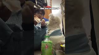 Emang boleh seromantis ini !#dog #doglover  #dogfunny  #anjinglucu  #anjinglover