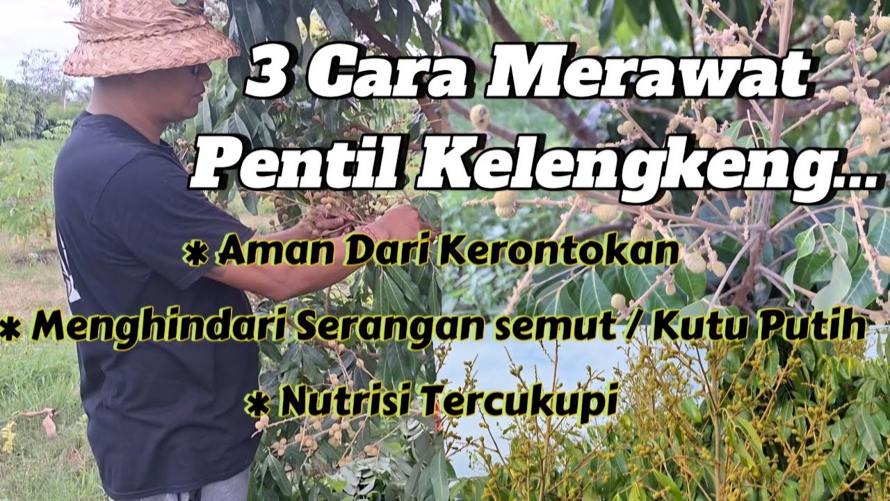 INI DIA RAHASIA MERAWAT PENTIL KELENGKENG