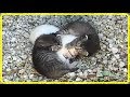 【感動】病気の妹猫を守る子猫。保護されて2匹の猫の母親になったのは先住犬だった！世界が感動！涙と感動エピソード】