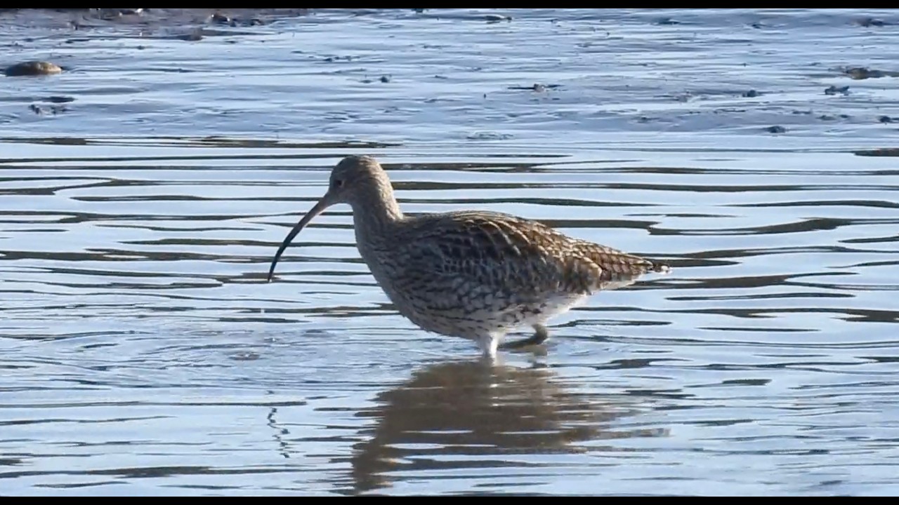 Kingdom of Fife - February 26