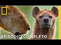 León vs. Hiena: La Batalla por Ngorongoro | Reinas del Mundo Salvaje | Nat Geo en Español