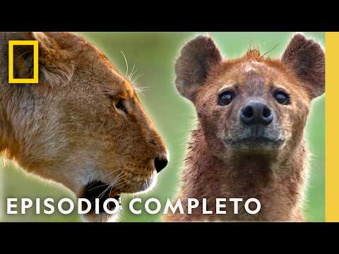 León vs. Hiena: La Batalla por el Cráter de Ngorongoro