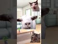 嫁姑問題の終わり方＃猫ミーム＃パート主婦