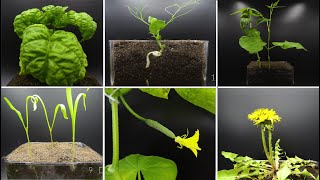 Growing Plants Time Lapse Compilation #2 - 190 Days Of Growing In 3 Minutes