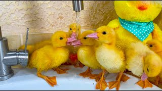 Ducklings drinking from a mixer tap