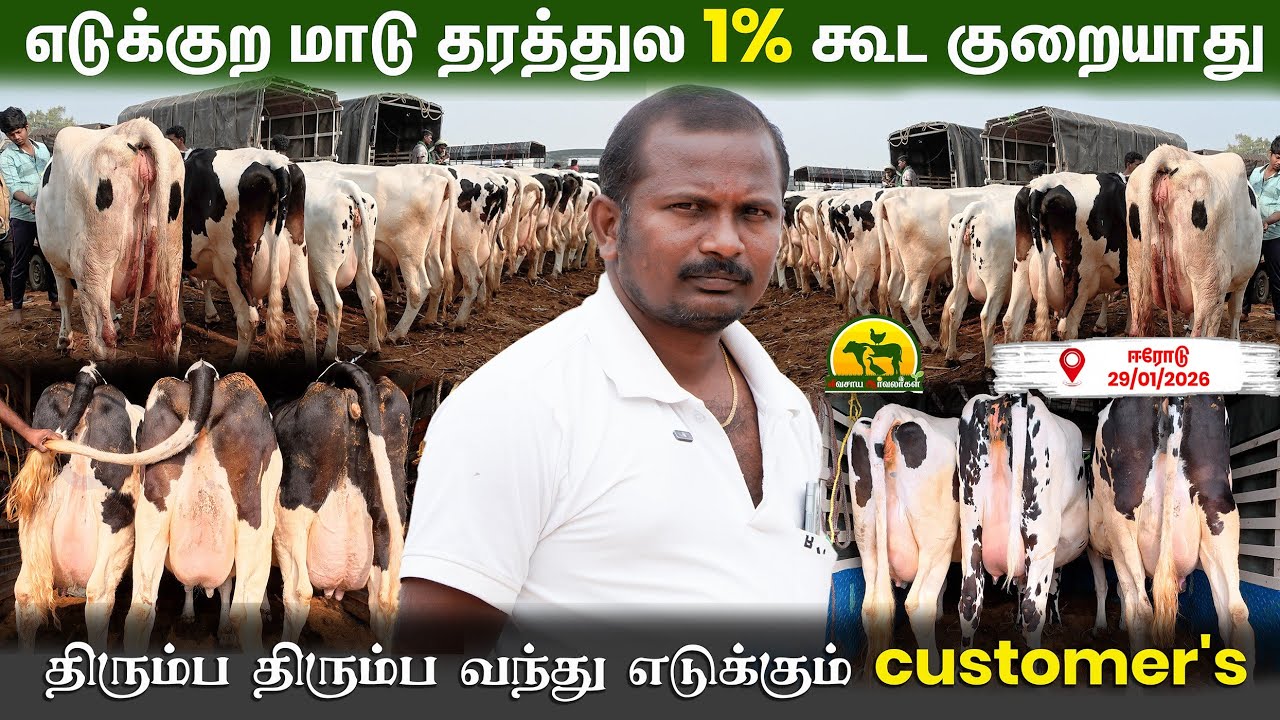 தரமான மாடுகள் இங்கே கிடைக்கும் / sakthi cow traders 