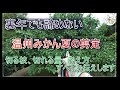 【温州みかん】みかんの夏剪定解説&実演。裏年の対応【夏の剪定】