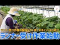 【いちご栽培】ランナー受け作業開始！