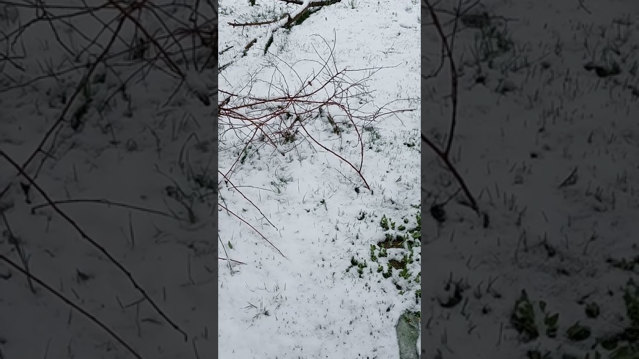 Snow Day in Mid April