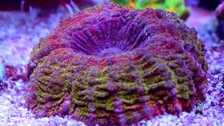 Lets Talk Corals Meat Corals Acanthophyllia, Cynarina, Indophyllia