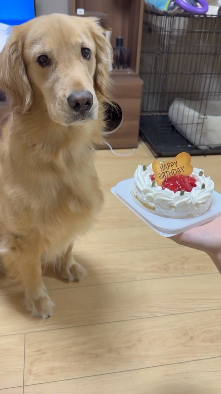 ハッピー・バースデイ cotton linen】HAPPY BIRTHDAY !｜コットンリネンキャンバス