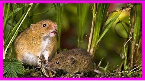 Lasers turn mice into lethal hunters