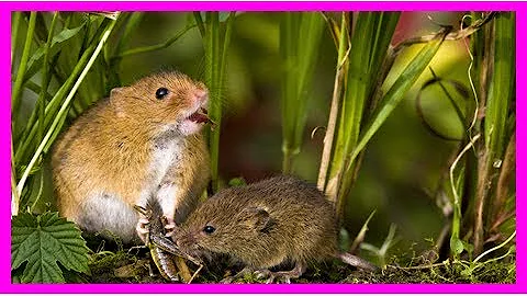 Lasers turn mice into lethal hunters