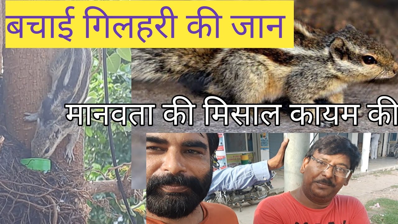 Gilhari Rama बचाई गिलहरी की जान // मानवता की मिसाल #gilhari @devroyal9764 - YouTube