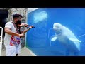 Beluga Whale Mesmerized by the Violin