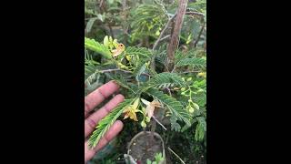 মিষ্টি তেঁতুল #gerdan #indoorplants #garden #gardeningplants #gardening #plants