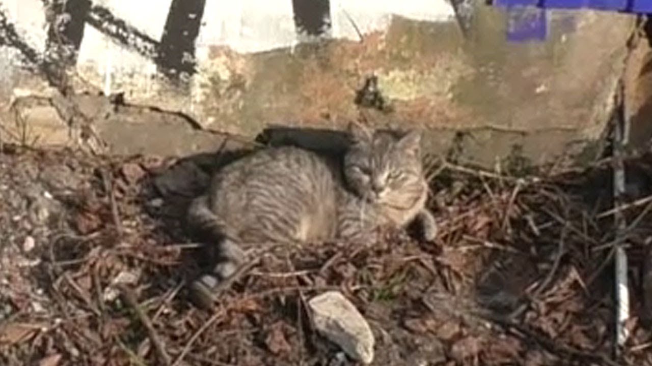 Кот кушает, а другой, сытый, лежит и греется на солнце #84 #cutecat # ...