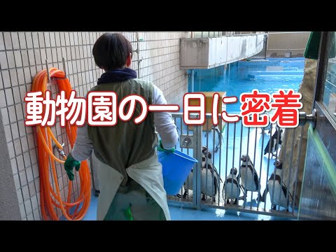 King &amp; Prince - 動物園飼育員 hqdefault.jpg