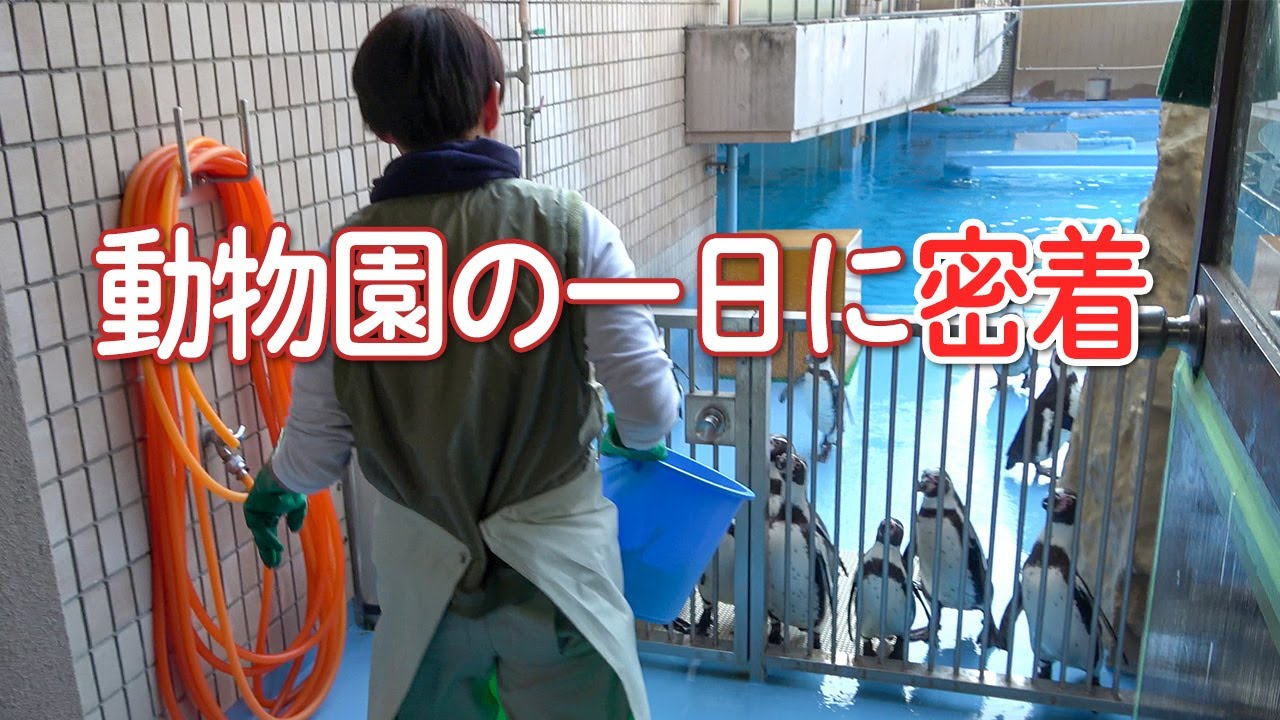 王子動物園 飼育員さんに１日密着してみた！