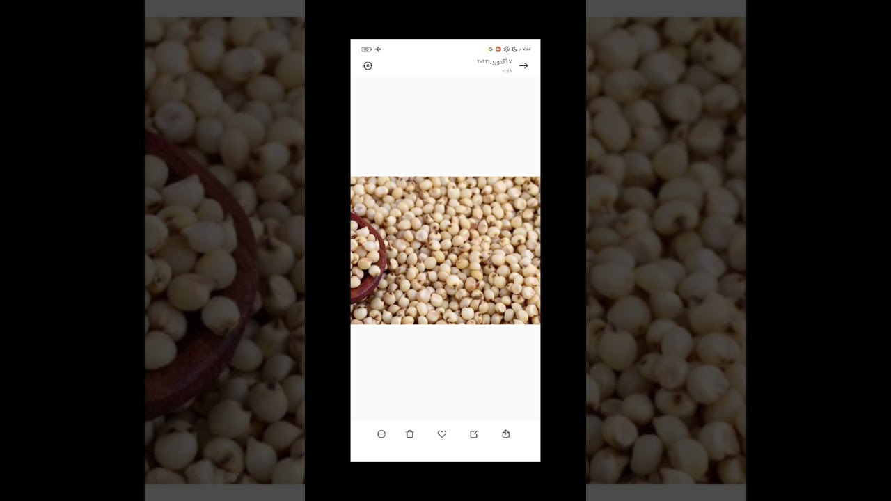 نسبه البروتين في الحبوب