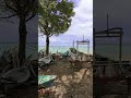 Under Giant trees #beachlife #travel #blueplanet #beach #boatlife #nature #coastaltrail