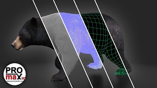 Rigged Black Bear 3D Model for Download | PROmax3D