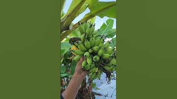 Cắt buồng chuối                 #bienfarm #farming