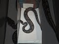 0.1 GHI 242 grams  #CataractRoyals ##BallPythons #Breeding