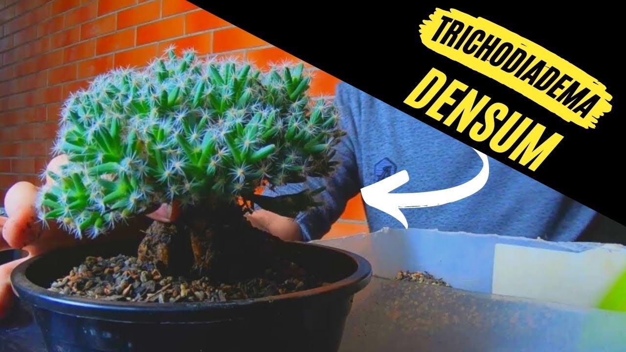 Pot replacement for a Trichodiadema Densum - YouTube