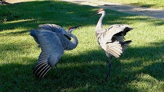 Sandhill Crane Courtship Displays, Mating Dance, and Calls