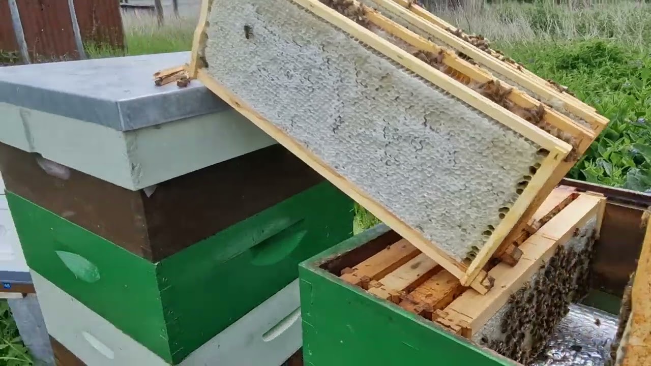 32.2025. Recoltă și bucurie