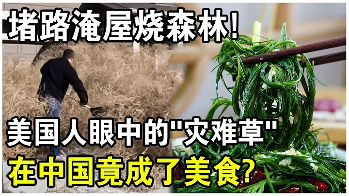 俄羅斯草“入侵”美國！堵路淹屋燒森林，花費百億仍氾濫成災的風滾草，在中國竟成了美食？ - 天天要聞