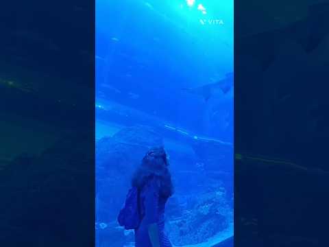 Dubai Aquarium #shortsfeed #dubai #dubaiaquarium #travel #family #youtubeshorts#habibi #trending#yt