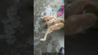 Chikul Family | Kucing Rumahan | Childs G6 230226