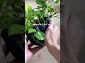 🍀夏に注意したい エアコンと植物の距離🍀【☘Life with Houseplant】2607-2#shorts