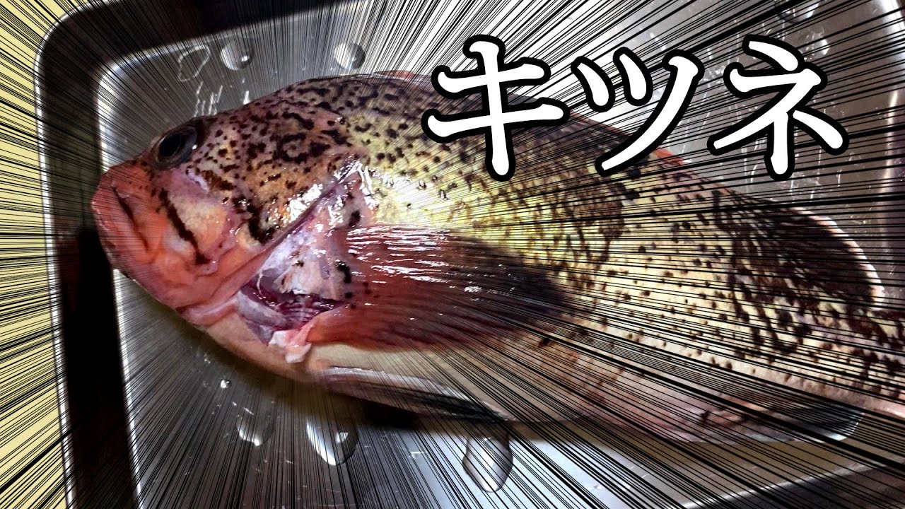 マゾイとも呼ばれるキツネメバルがすごく美味いらしい - YouTube