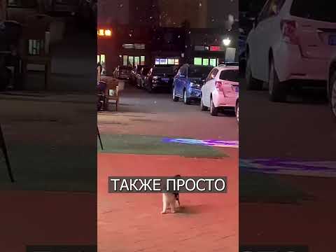 Кот ловит снег