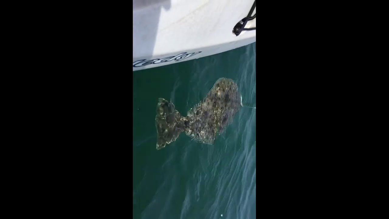 Halibut from Avila Beach YouTube