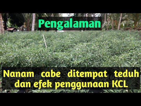 Video: Penanaman Astilba: Bagaimana Cara Menanam Astilba Dengan Benar? Lebih Baik Menanam Di Bawah Sinar Matahari Atau Di Tempat Teduh? Bagaimana Cara Menanam Di Musim Semi Di Negara Di T