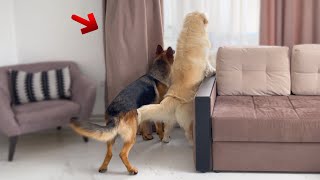 Hiding from my Golden Retriever and German Shepherd [Try not to laugh]